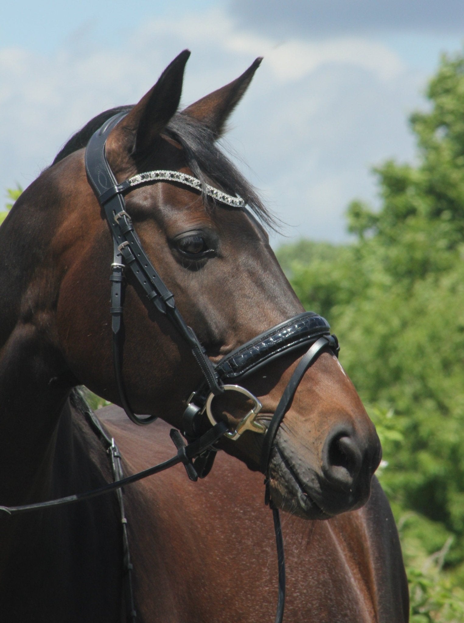 Anatomische halbrunde Trense Melbourne schwarz lack/ kroko mit silbernen Beschlägen von der Marke Ascot Reitsportartikel.