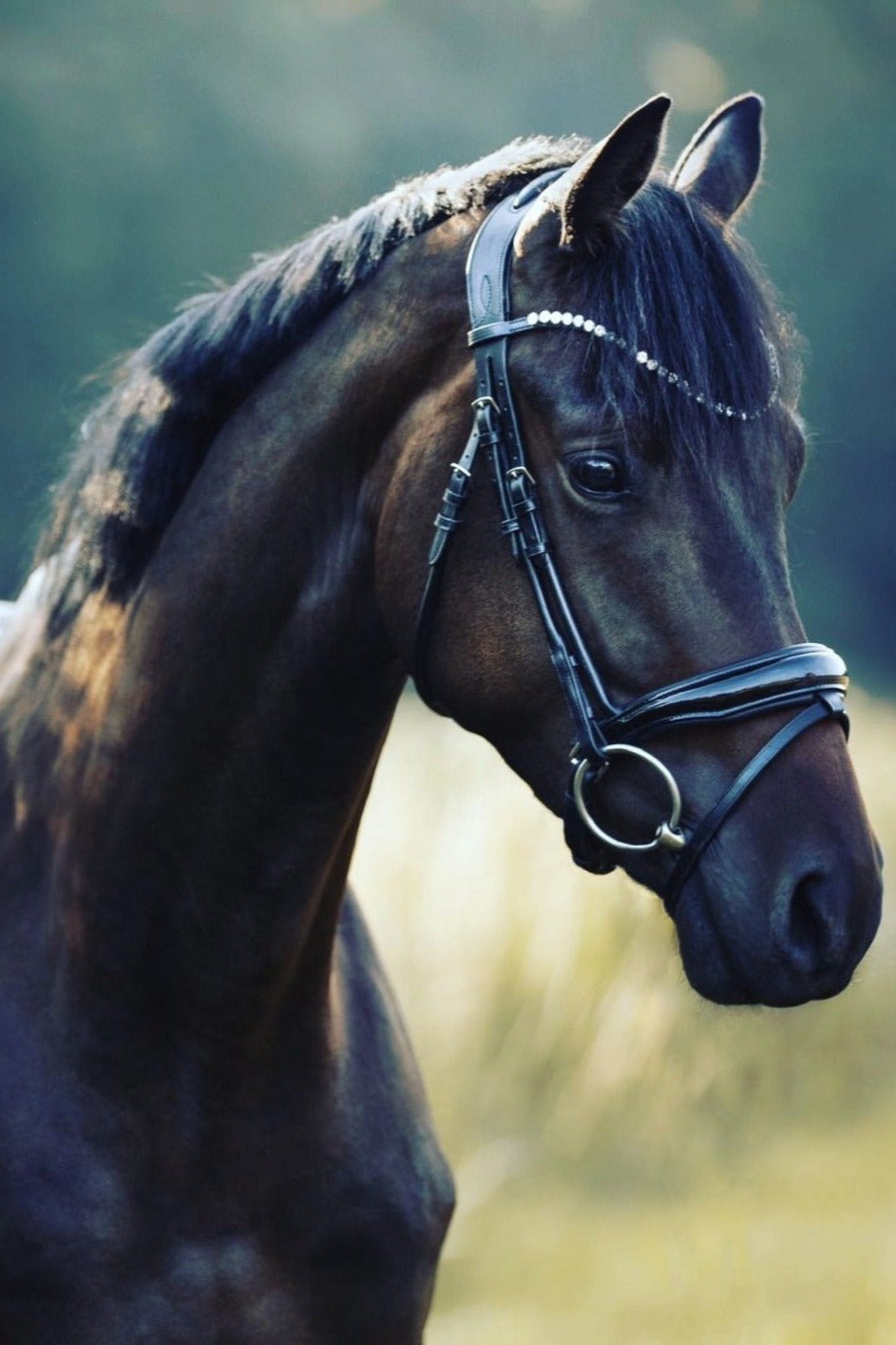 Anatomische halbrunde Trense Melbourne schwarz lack mit silbernen Beschlägen von der Marke Ascot Reitsportartikel.