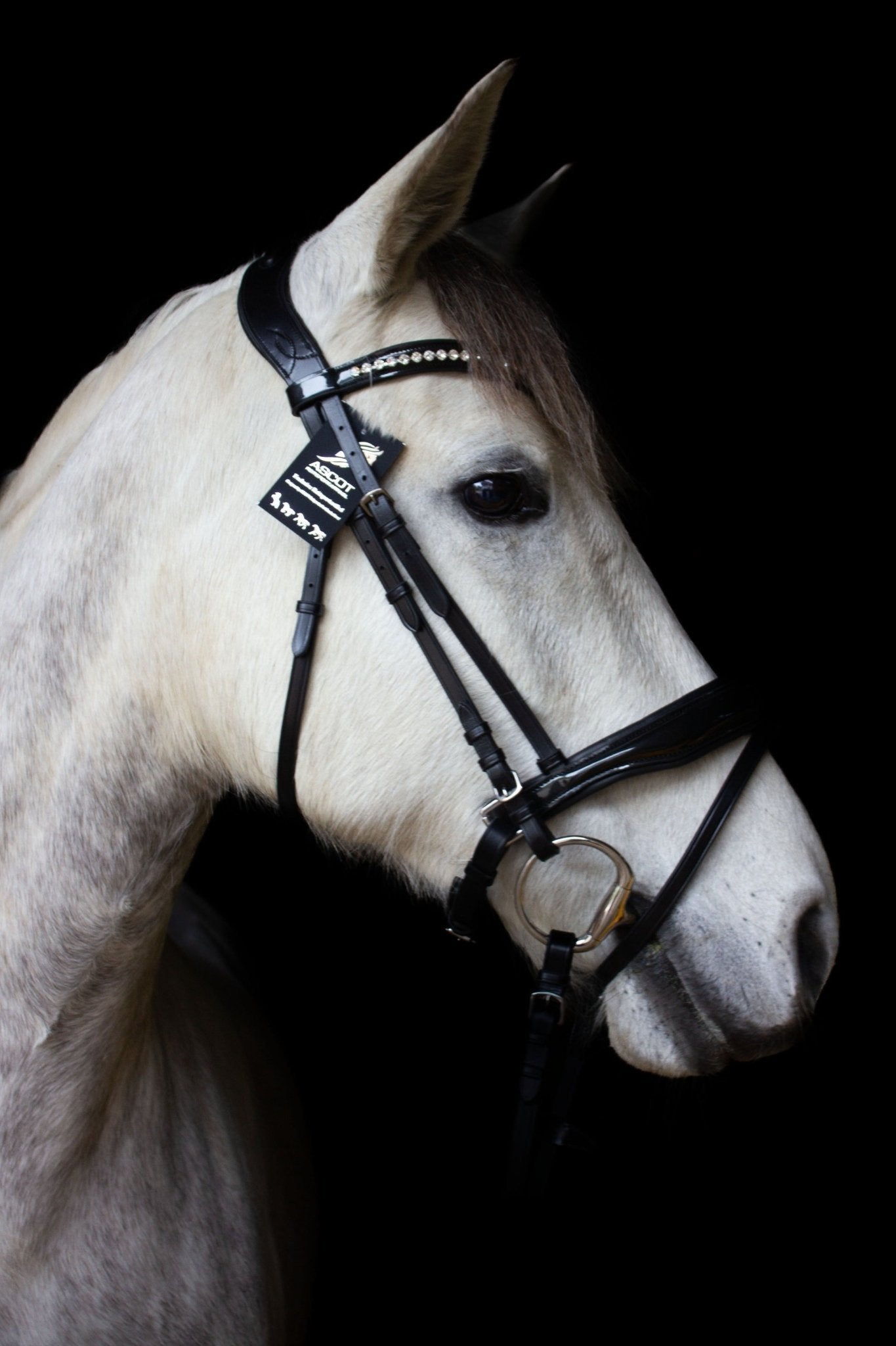 Anatomische Trense Milano aus italienischem Leder schwarz lack mit silbernen Beschlägen von der Marke Ascot Reitsportartikel.