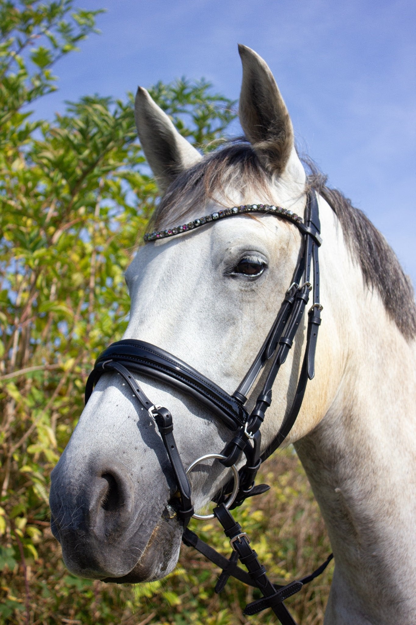 Trense Nizza - Ascot Reitsportschwarz matt mit silbernen Beschlägen