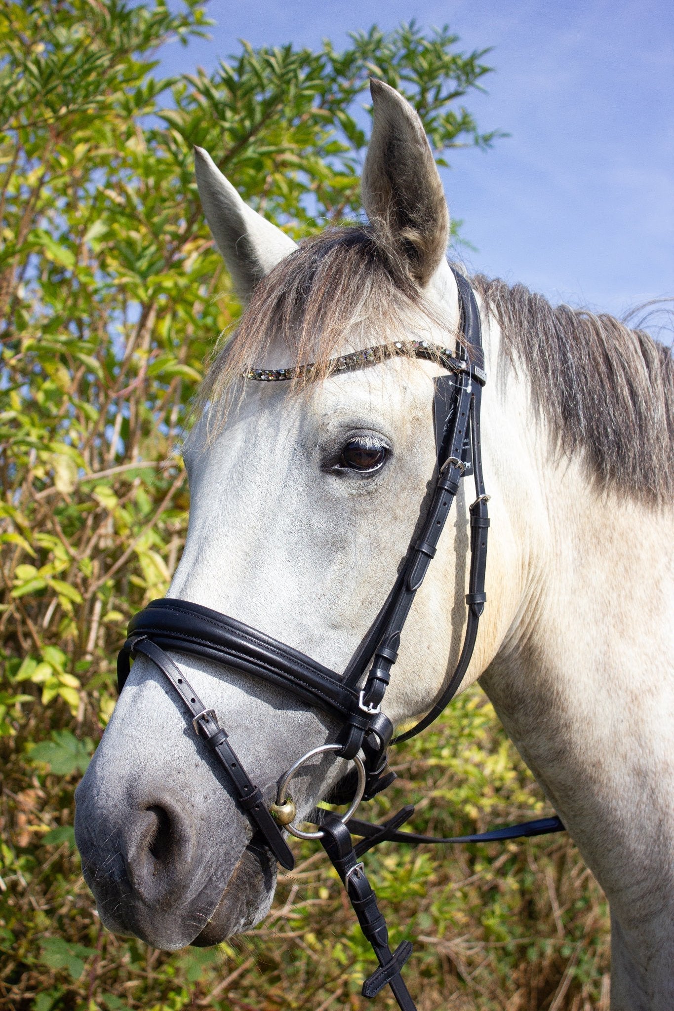 Trense Nizza - Ascot Reitsportschwarz matt mit silbernen Beschlägen