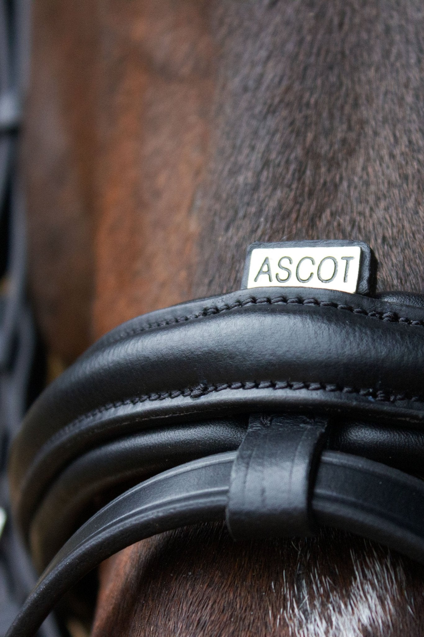 Trense Paris - Ascot Reitsportbraun mit Messingbeschlägen