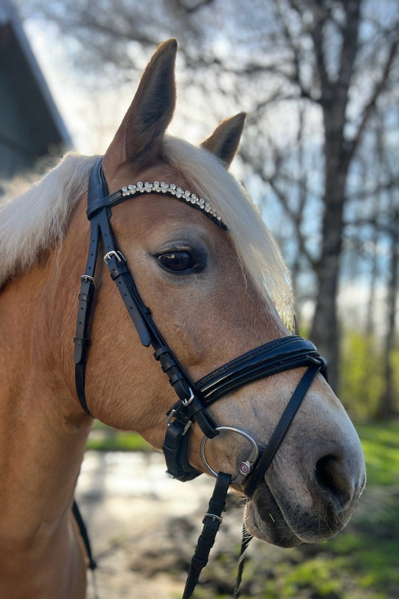 Anatomische Trense, Softneck Genickstück, zulaufender Nasenriemen schwarz lack/ schwarzer Strass -von Ascot Reitsportartikel