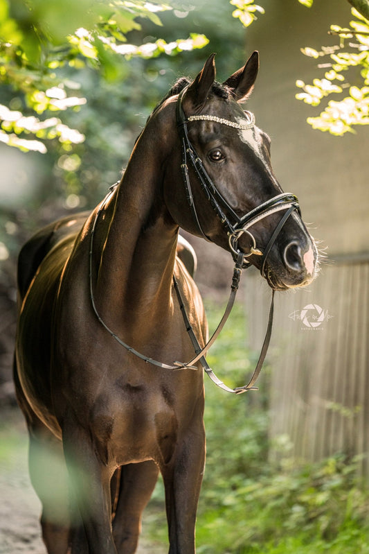 Trense Saint - Tropez - Ascot Reitsportschwarz lack/ weiß/ silberner Strass mit silbernen Beschlägen