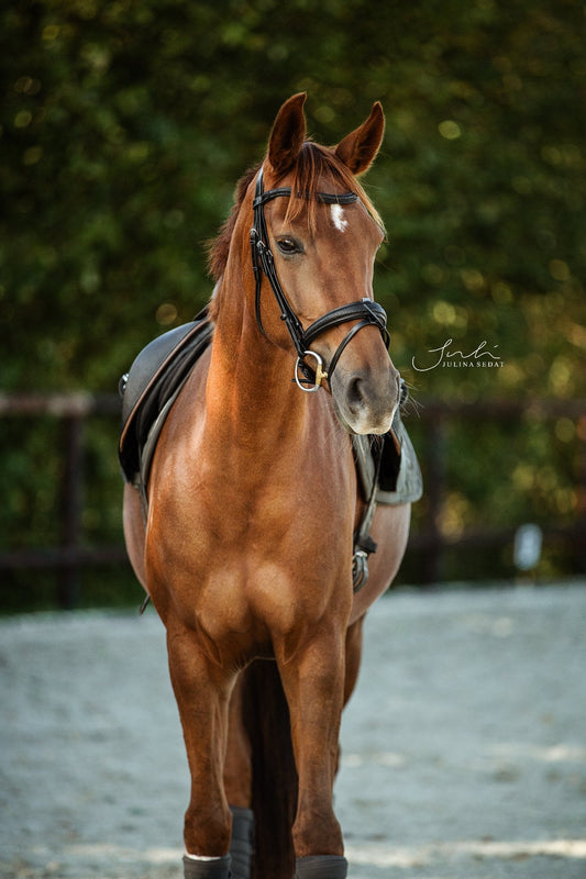 Trense Texas - Ascot Reitsportschwarz mit silbernen Beschlägen