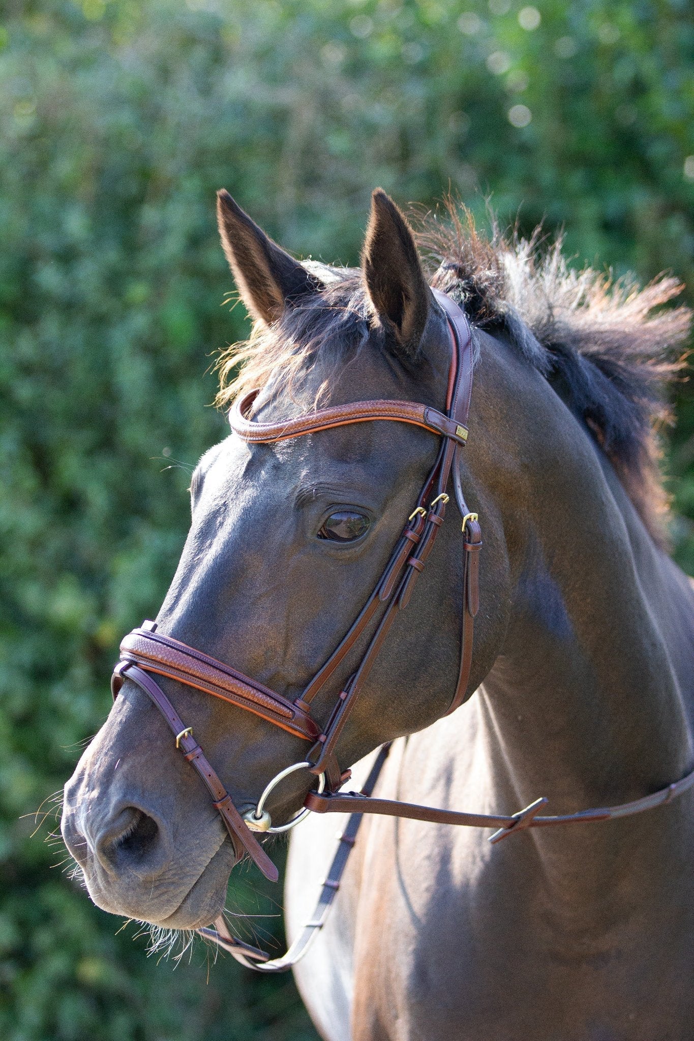 Trense Texas - Ascot Reitsportteak/ kiefer mit Messingbeschlägen