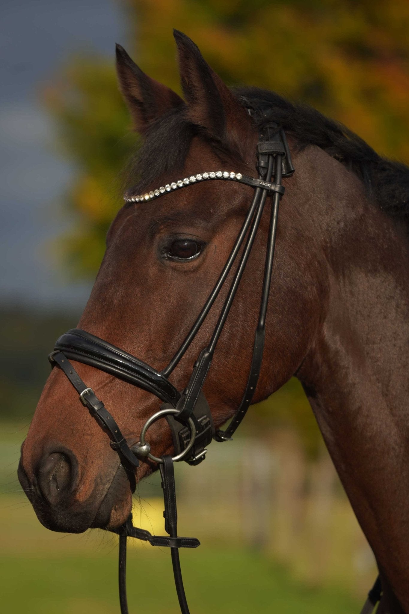 Trense Wellington - Ascot Reitsportschwarz lack mit silbernen Beschlägenenglisch - kombiniert (Zulaufend)