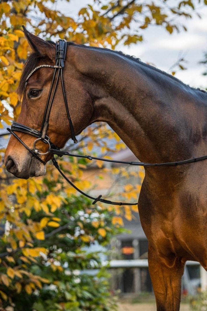 Trense Wellington - Ascot Reitsportschwarz lack mit silbernen Beschlägenschwedisch - kombiniert (Zulaufend)