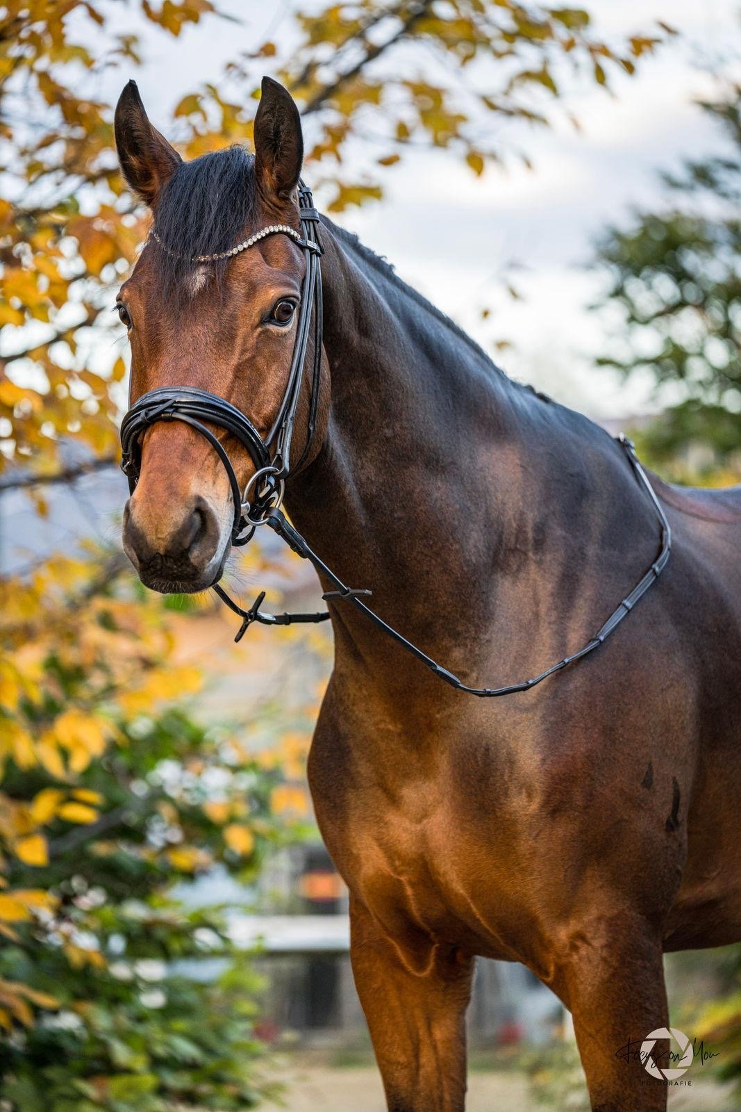 Trense Wellington - Ascot Reitsportschwarz lack mit silbernen Beschlägenschwedisch - kombiniert (Zulaufend)