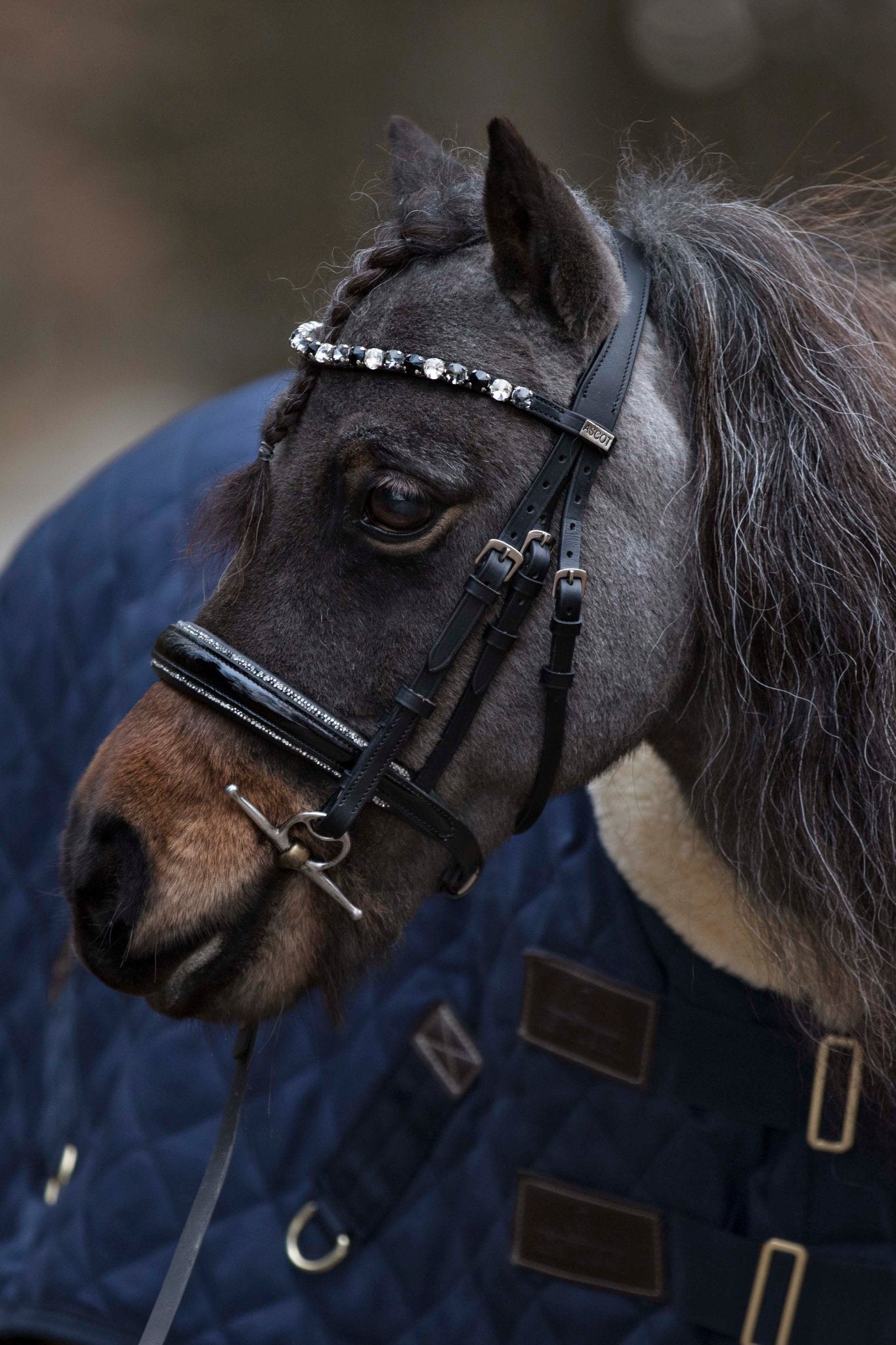 Trensen für die Kleinen ohne Sperrriemen englisch - Ascot Reitsportschwarz lack/ silberner Strass mit silbernen Beschlägen ohne Sperrriemen