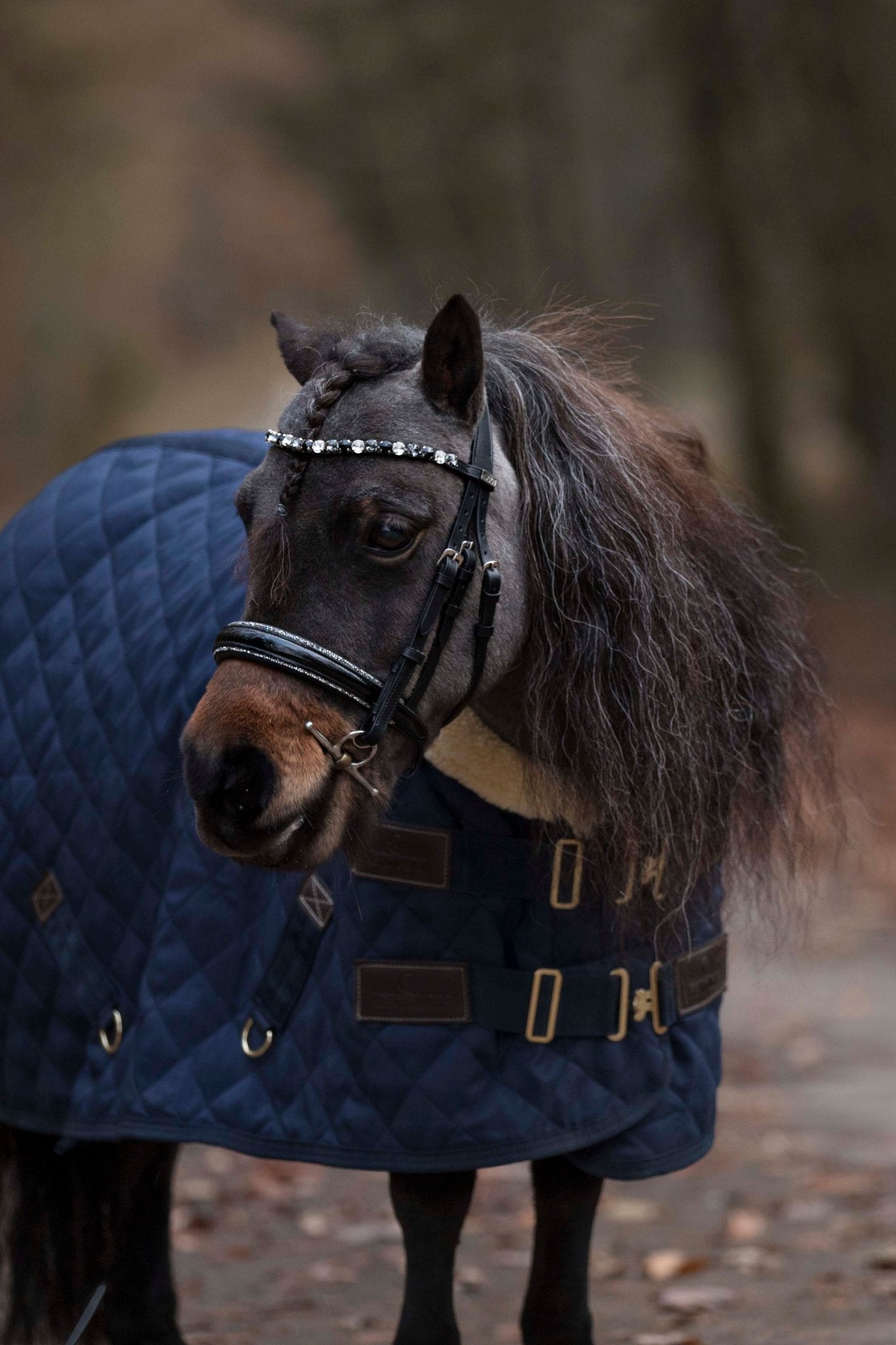 Trensen für die Kleinen ohne Sperrriemen englisch - Ascot Reitsportschwarz lack/ silberner Strass mit silbernen Beschlägen ohne Sperrriemen