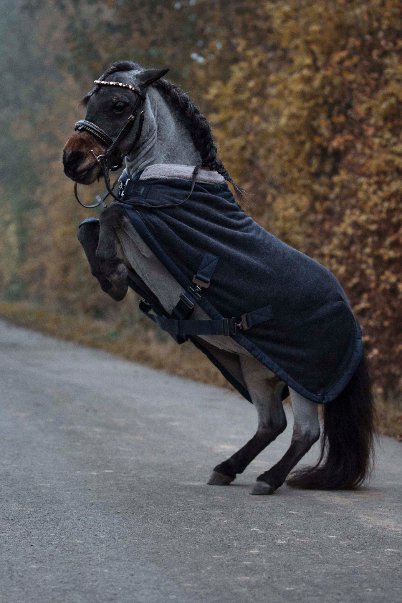 Trensen für die Kleinen schwedisch - kombiniert - Ascot Reitsportbraun lack/ goldener Strass mit Messingbeschlägen