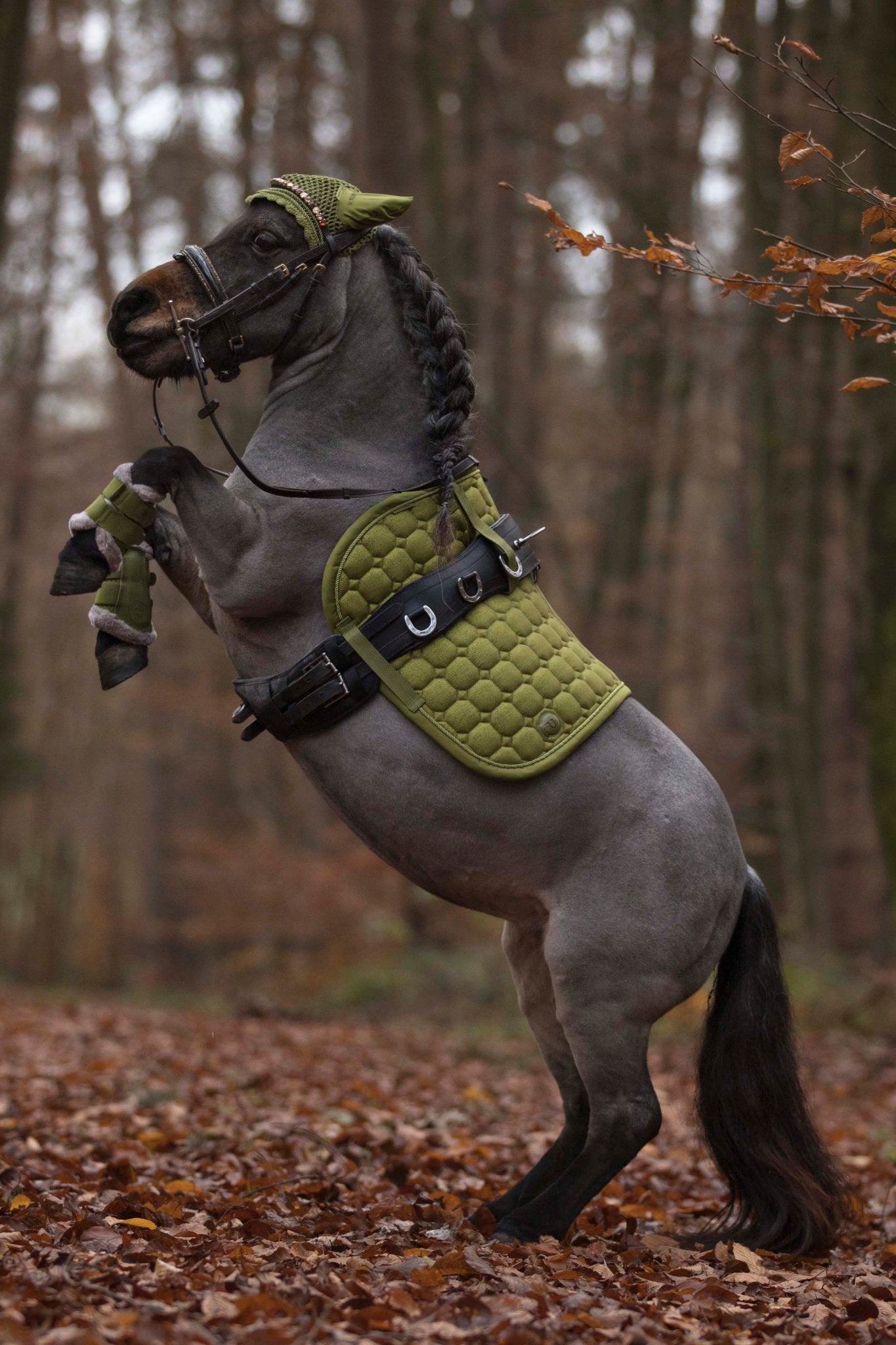 Trensen für die Kleinen schwedisch - kombiniert - Ascot Reitsportbraun lack/ goldener Strass mit Messingbeschlägen