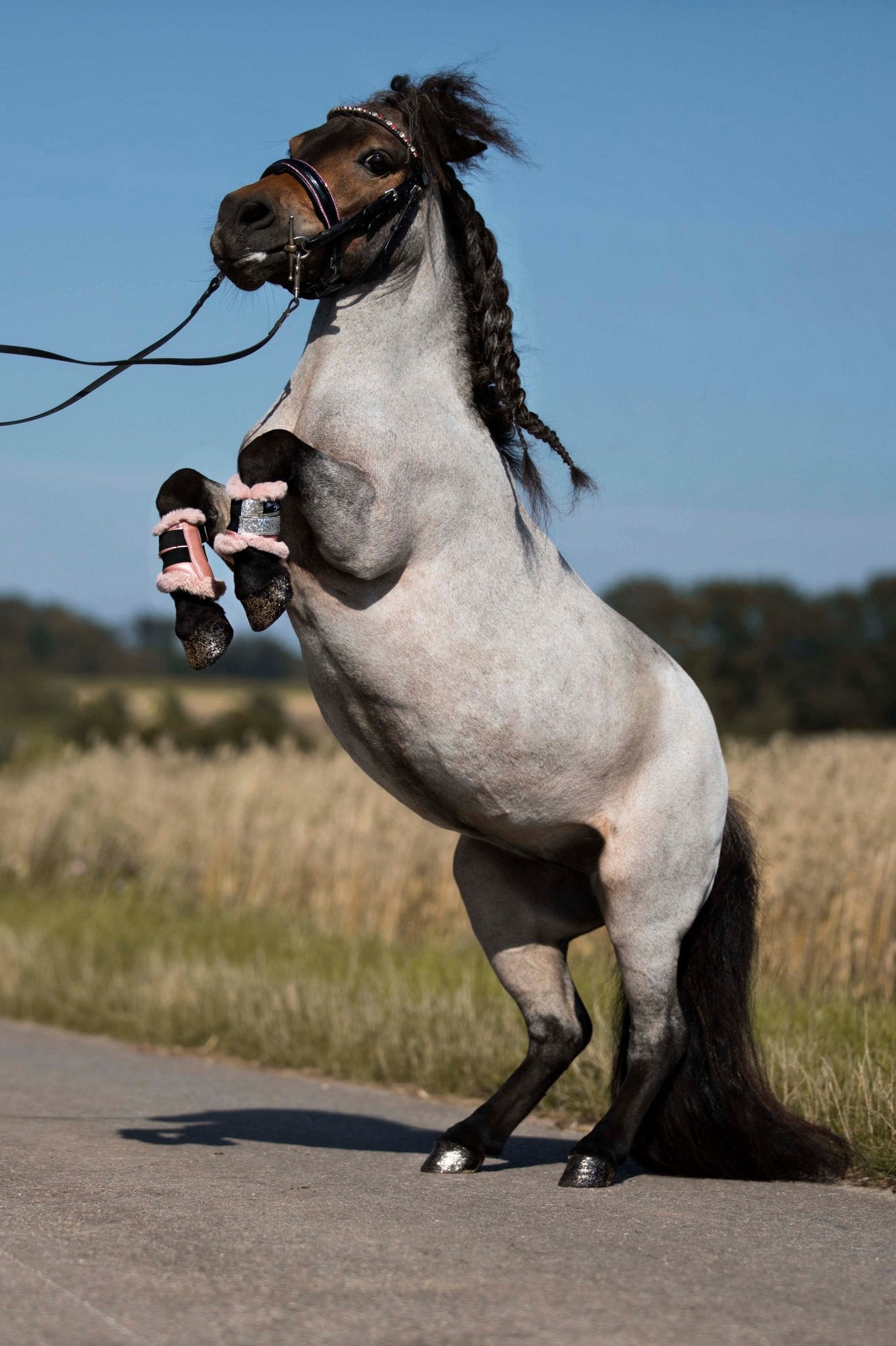 Trensen für die Kleinen schwedisch - kombiniert - Ascot Reitsportschwarz lack/ pinker Strass mit silbernen Beschlägen