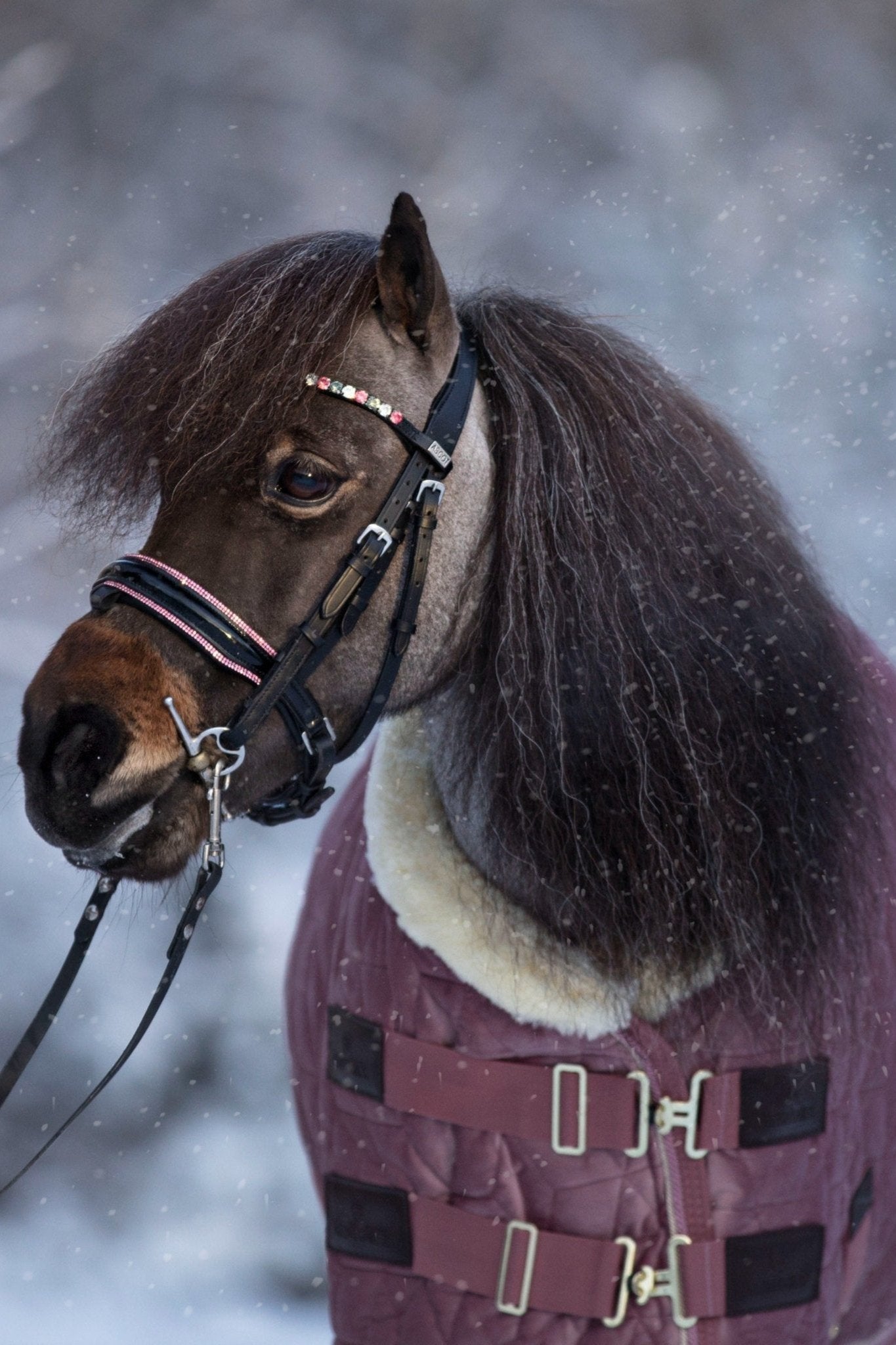 Anatomische Trensen für die Kleinen schwarz lack/ pinker Strass mit silbernen Beschlägen -von Ascot Reitsportartikel.